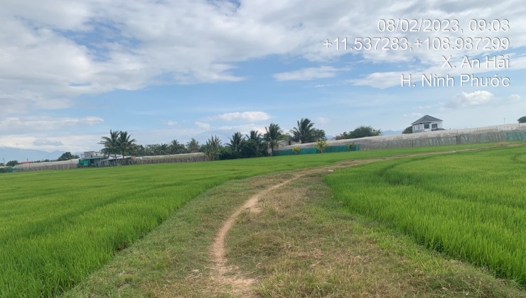 bán đất khu tái định cư ba tàu. gần thành phố phan rang-tháp chàm.ninh thuận